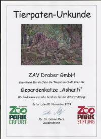 Tierpatenschaft Zoopar Erfurt Gepardenkatze „Ashanti“